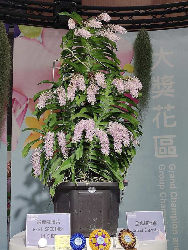 世界蘭展冠軍蘭花「佳佳樂」(圖片來源：台南市政府提供)