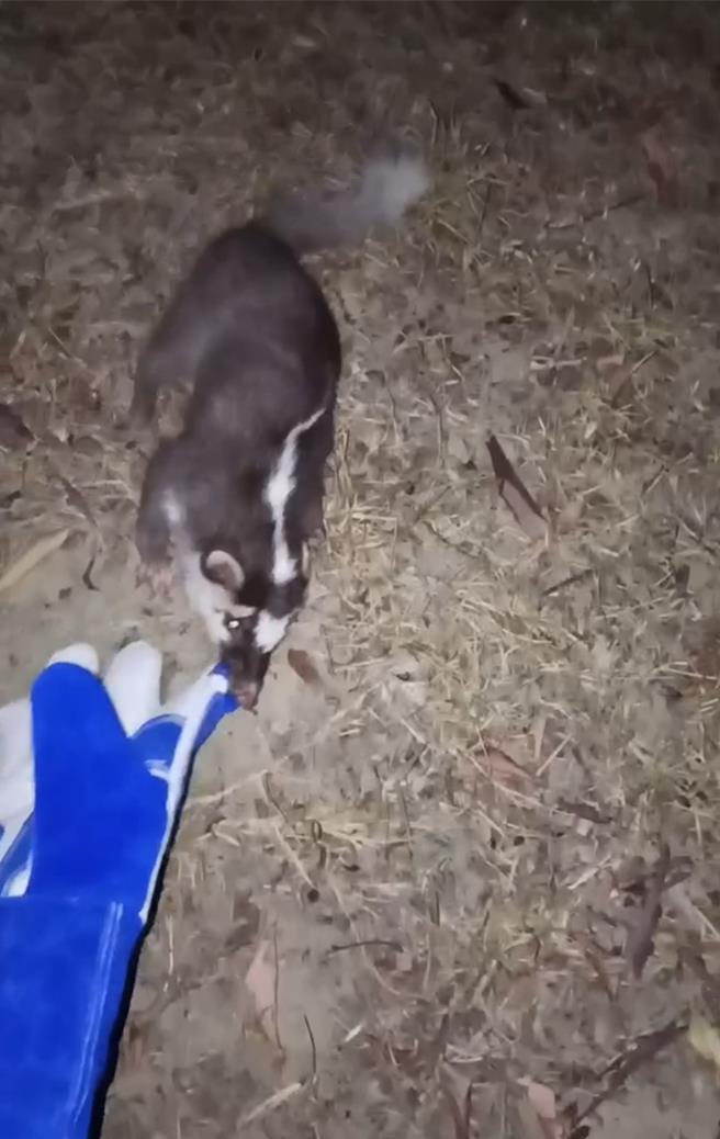 车城乡温泉村闯入民宅鼬獾具攻击性，检测为狂犬病阳性。(屏县府提供)