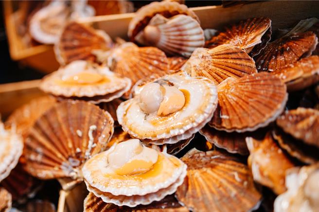 日本政府正加緊在歐洲等地擴大扇貝的銷路。（圖:shutterstock/達志）