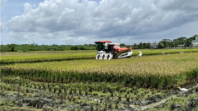 公粮收购价格已经13年未调整，最近中央传出可能调涨，台南后壁是西部最大的稻米产区，消息传回地方，引发农民及相关业者议论。（本报资料照片）