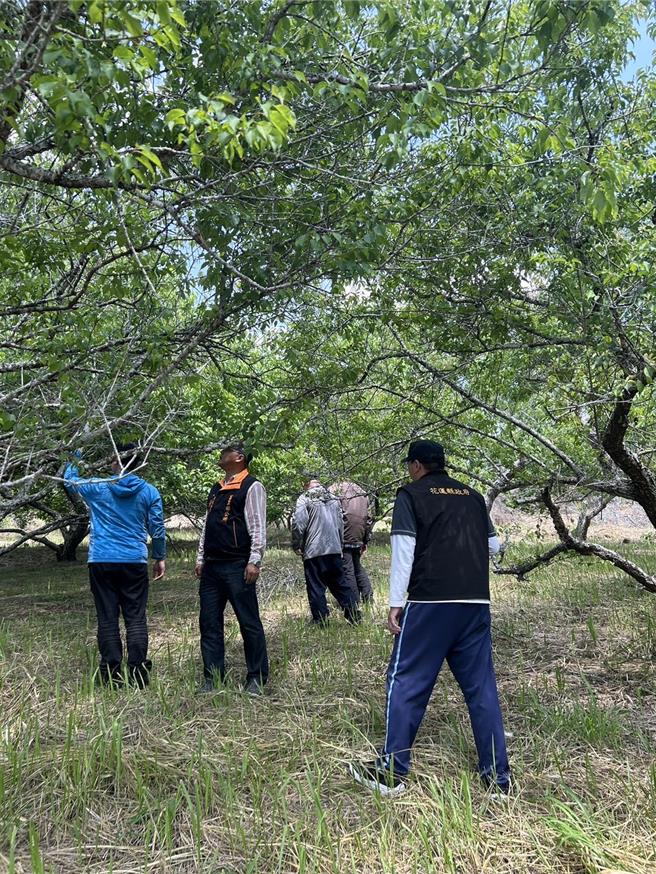 因天气异常，降雨量不足，造成花莲富里乡梅树结果率不佳，县府已邀请农业部花莲区农业改良场等单位下乡勘查。（花莲县政府提供／王志伟花莲传真）