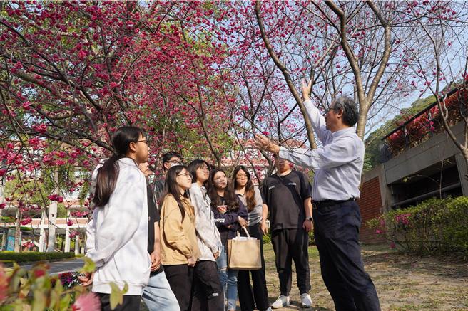 彰化縣大葉大學觀光旅遊系主任林擎天（右一）帶領學生在櫻花園區上課，介紹櫻花特性。（大葉大學提供／孫英哲彰化傳真）