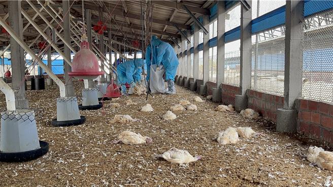 彰化縣大城鄉1處土雞場傳出雞隻異常死亡，經送檢確認感染新型H5N1亞型高病原性禽流感病毒後，彰化縣動物防疫所防疫人員於6日完成該土雞場撲殺清場及消毒工作。（彰化縣政府提供／孫英哲彰化傳真）