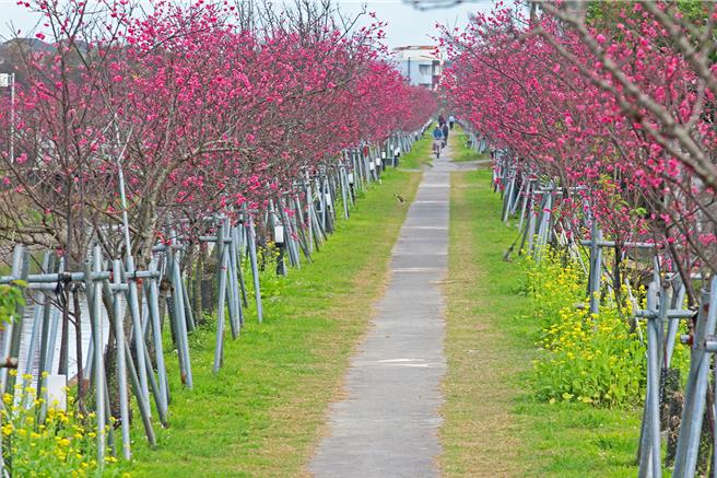 由美丽的台湾山樱、八重樱打头阵，樱花走廊沿着罗东镇十六份圳大排两侧绽放，为每年春天热门赏樱景点。（罗东镇公所提供／吴佩蓉宜兰传真）