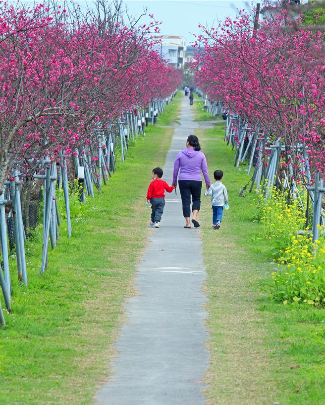由美丽的台湾山樱、八重樱打头阵，樱花走廊沿着罗东镇十六份圳大排两侧绽放，为每年春天热门赏樱景点。（罗东镇公所提供／吴佩蓉宜兰传真）
