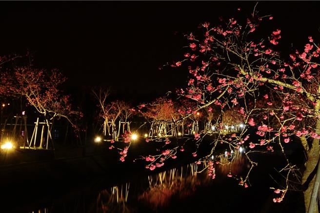 宜兰限定秘境「罗庄樱花步道」，越夜越魅力！（罗东镇公所提供／吴佩蓉宜兰传真）