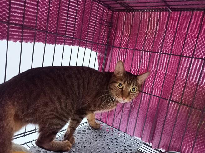 遭妇人丢弃公园的猫咪，现在已有人认养。（新北市动保处提供）