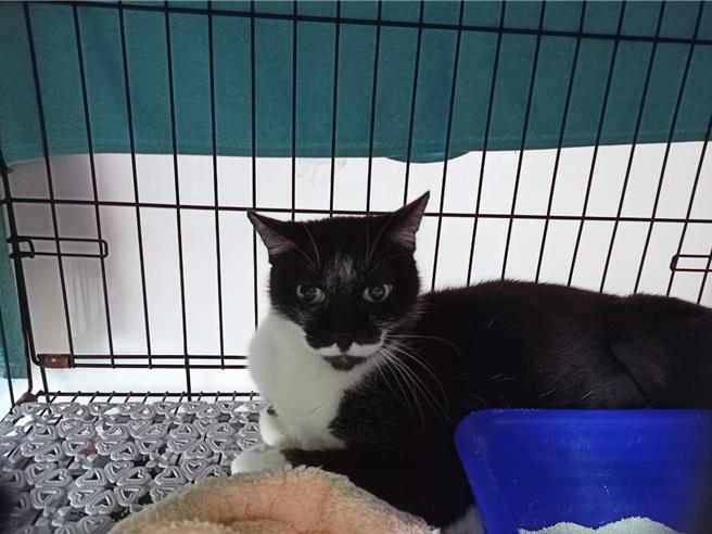 遭妇人丢弃公园的猫咪，目前仍在板桥动物之家等待认养。（新北市动保处提供）