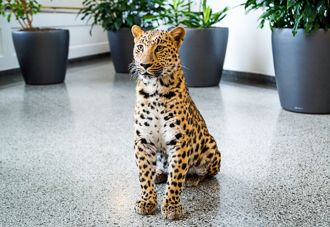 婚宴會館險成殺戮草原 花豹「視察」 反被12歲童智逮