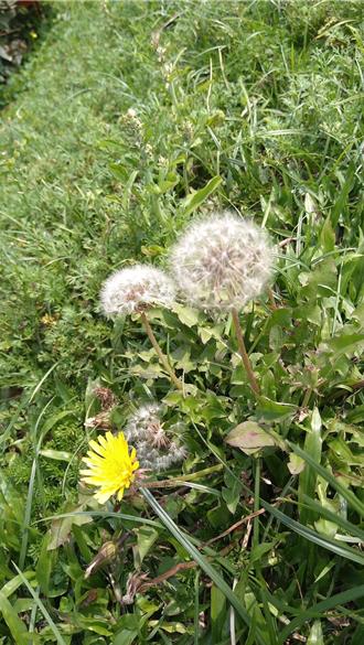 紛飛如雪 台灣蒲公英棲地將在鐵砧山優化