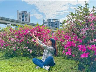 新北河滨杜鹃盛开 奼紫嫣红春意浓