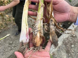 土庫大蒜不結球急哭農民 公所求助農改場診斷爭取救助