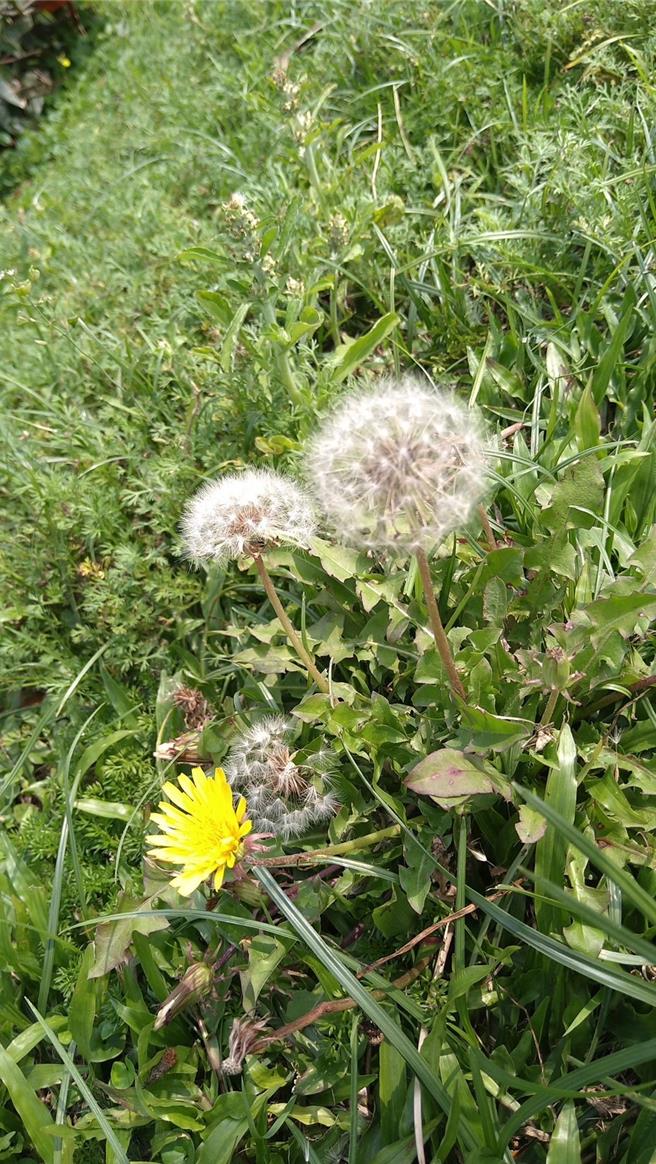 台中市大甲鐵砧山風景特定區桂花泉登山步道，有原生台灣蒲公英，開花盛期在每年的4到9月，白色絨球的細小種子隨風紛飛的單色夢幻場景。（台中市政府提供／張妍溱台中傳真）