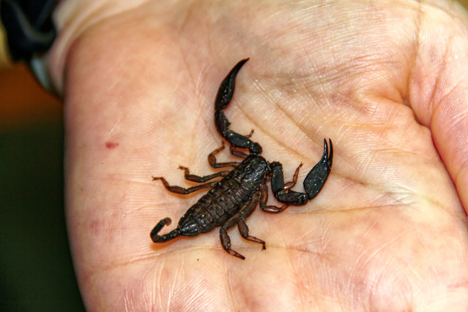 美国一名男子入住高级饭店，半夜感觉私密处传来刺痛感，才发现被蝎子螫伤。(示意图:shutterstock/达志)