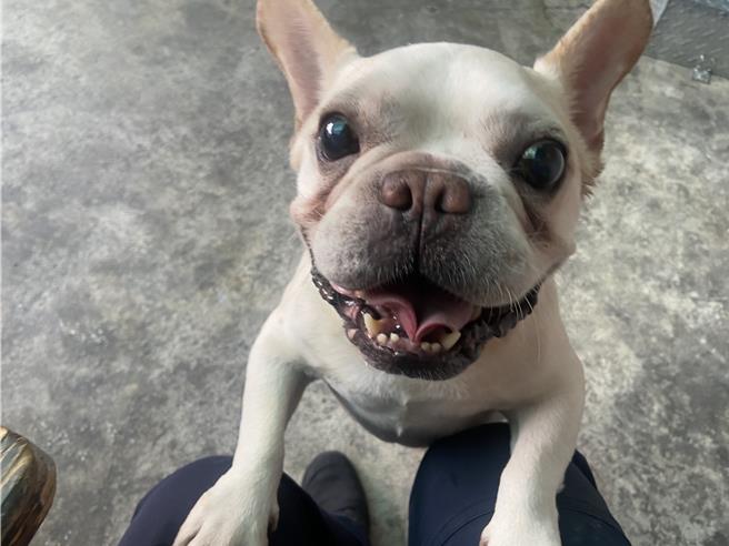 桃園市中壢區近日有民眾發現，一隻法鬥犬在龍興國中前沿街亂竄險被車撞。（翻攝照片／蔡明亘桃園傳真）