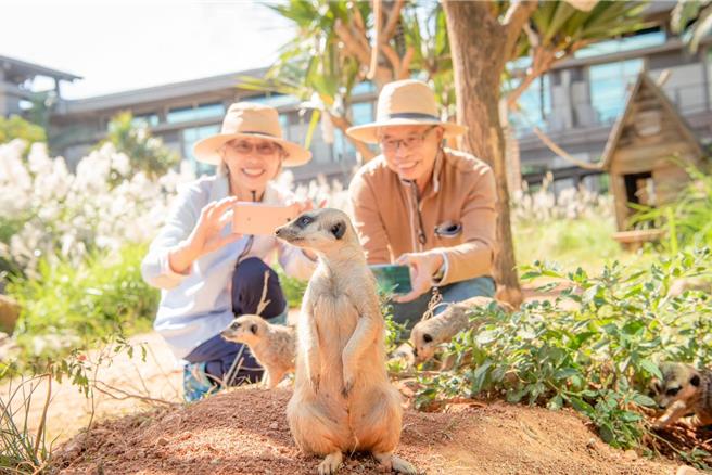 關西六福莊推出限時優惠，廣受歡迎的狐獴生態體驗，也可讓住客用1元加購體驗。（六福旅遊集團提供）