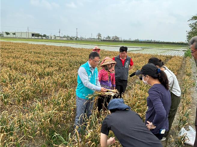 云林县土库镇大蒜出现叶片枯黄、腐烂及无法结球情形，7日土库镇长陈特凯（后左一）表示大蒜有明显软腐病及紫斑病病徵，将协助争取相关救助。（土库镇公所提供／张朝欣云林传真）