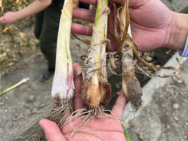 云林县土库镇大蒜出现无法结球情形，已有农民开始耕除，损失惨重，7日镇公所表示将协助争取相关救助，减少农民损失。（土库镇公所提供／张朝欣云林传真）