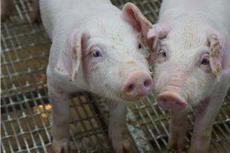 瘦肉精疑雲延燒月餘 台糖損失5200萬致力恢復消費者信心