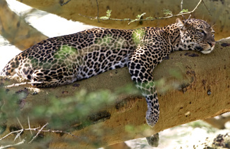 阿嬷养的！金钱豹发福变「海豹」 肚子胖到垂地