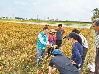 土庫大蒜無法結球 農民急求助公所
