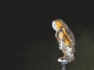 台南 遊蕩犬攻擊瀕危草鴞 逾30保育團體籲正視