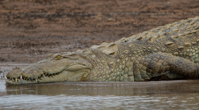 澳洲一名男子用无人机拍摄海边，发现沙滩出现一只宠物狗，牠浑然不知已被鱷鱼盯上。(示意图:shutterstock/达志)