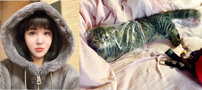 台北市議員王欣儀在臉書貼出愛貓鑽入塑膠袋的「窒息危險性行為」照片，可愛畫面吸引網友圍觀。（合成圖／翻攝自王欣儀臉書）