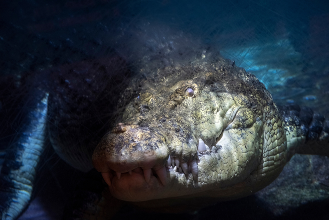 5宝妈事后检视照片，才惊觉戏水区域潜伏了一只3公尺巨兽。(图:shutterstock/达志)