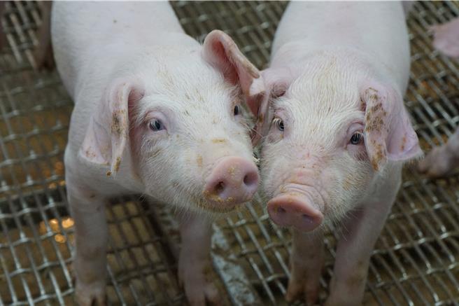 行政院食安办公布排除台糖猪肉含有西布特罗违禁药，台糖8日声明：恢復消费者信心为首要工作。（台糖公司提供／程炳璋台南传真）