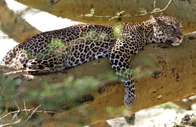 大陸四川攀枝花公園出現發福「金錢豹」，牠胖到讓人聯想到海豹，不少網友笑說「阿嬤養的」。(示意圖:shutterstock/達志)
