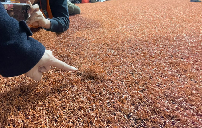 台北大巨蛋本壘後方草皮出現被鞋跟踩出來的坑洞。（毛琬婷攝）