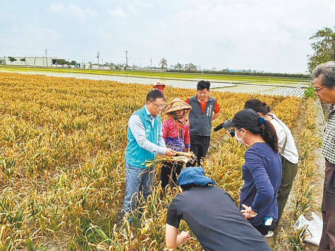 云林县土库镇大蒜叶片枯黄无法结球，土库镇长陈特凯（后左一）7日表示，大蒜有明显软腐病及紫斑病病徵，将设法协助争取救助。（土库镇公所提供／张朝欣云林传真）