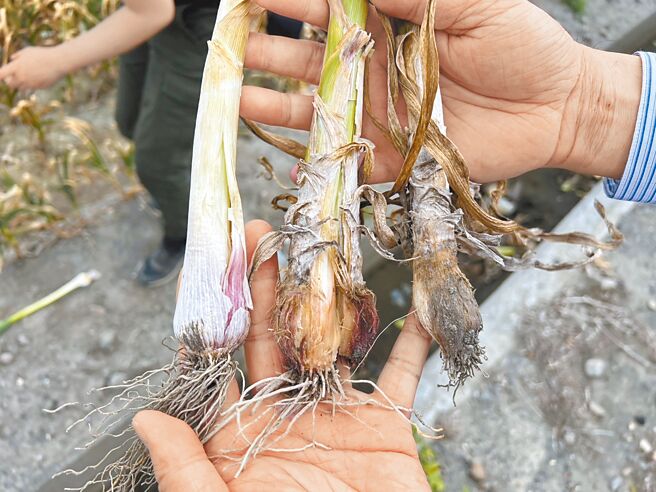 云林县土库镇大蒜出现无法结球情形，已有农民开始耕除，损失惨重。（土库镇公所提供／张朝欣云林传真）