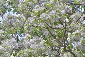 楝樹綻放為城市妝點紫衣　高雄18處公園綠地現春意