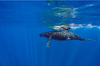 彈頭遇群鯨畫面流出超級震撼！感動到海中流淚寫成新歌