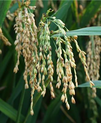 歷時7年！大陸科研團隊破解「複粒稻」百年未解之謎