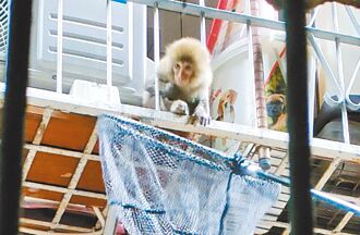 幼猴亂竄板橋 動保員以雞排捕獲