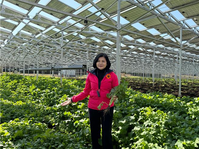 云林县长张丽善日前考察日本千叶县的农电共生农田，土里种着黄山葵，4公尺高的棚架设置小片太阳能板，让阳光透入农田，不论种植或发电的效能都兼具。（云林县府提供）