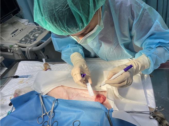 兽医师帮犬猫绝育避免肿瘤。（动保处提供）