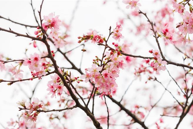 新北市三芝每年春天的年度盛事「三芝樱花季」今日登场。（新北市三芝区公所提供／吕健豪新北传真）