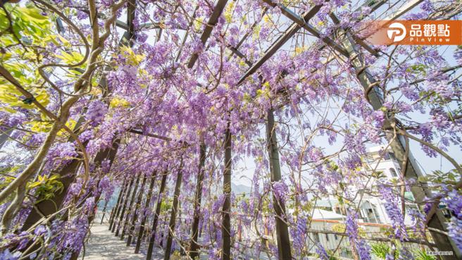 嘉义县梅山乡瑞里社区的紫藤花已进入开花期，嘉义县文化观光局3月17日上午将在紫藤公园举办「紫色野餐派对」（图片来源：嘉义县文观局提供）