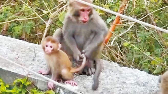 台東市鯉魚山近日出現台灣獼猴入侵民宅，台灣獼猴示意圖。（蔡旻妤攝）