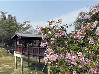 只晚到、不缺席！台南山上水道博物館櫻花來了