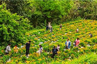 尖石「山裏花見-那羅灣金盞花季」開跑