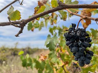 澳中葡萄酒和龍蝦貿易爭端 澳部長：取得良好進展