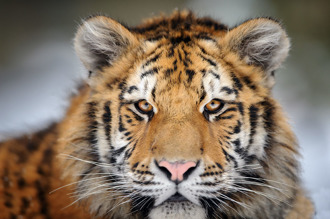 猛虎下山「一次來4隻」 霸民宅前院 1設備救了屋主命