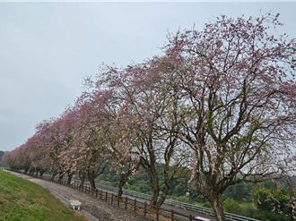 烏山頭水庫大壩「香榭大道」南洋櫻滿開 賞花期到月底