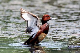 桃园红塘埤整建后野鸟「屈指可数」专家：天然ㄟ最好