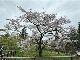 氣候偏暖、阿里山花季起跑 「櫻王」已滿開